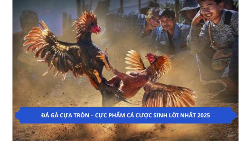 Kinh nghiệm để chiến thắng đá gà cựa tròn