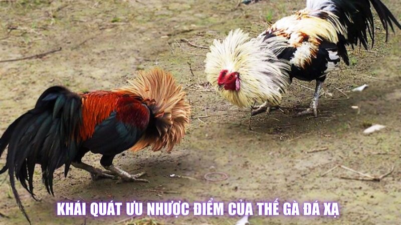 Khái quát ưu nhược điểm của thế gà đá xạ